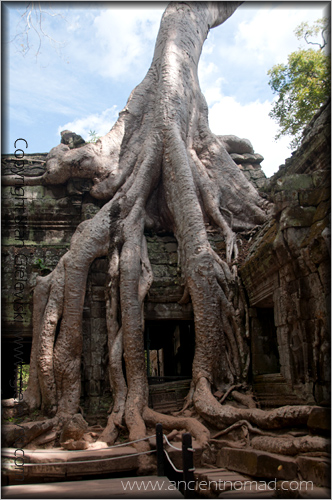 Ta Prohm - Angkor Wat - Siem Reap - Cambodia