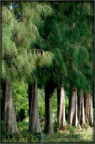 Chungkai War Cemetery - Kanchanaburi - Thailand