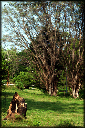 Chungkai War Cemetery - Kanchanaburi - Thailand