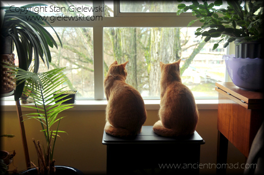 Vancouver house sitting - cats