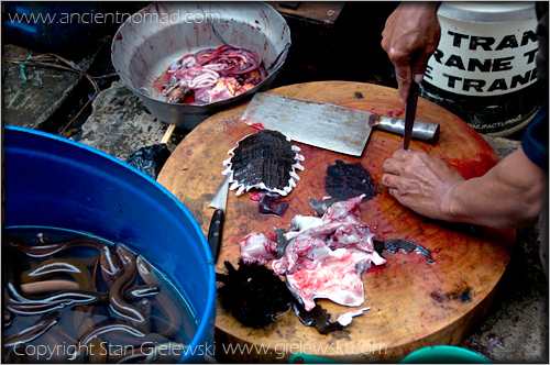 Gadong - turtle for food